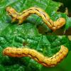 Erannis defoliaria